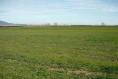 Terreno agricolo in vendita Santarcangelo di Romagna Terreno agricolo in vendita Santarcangelo di Romagna